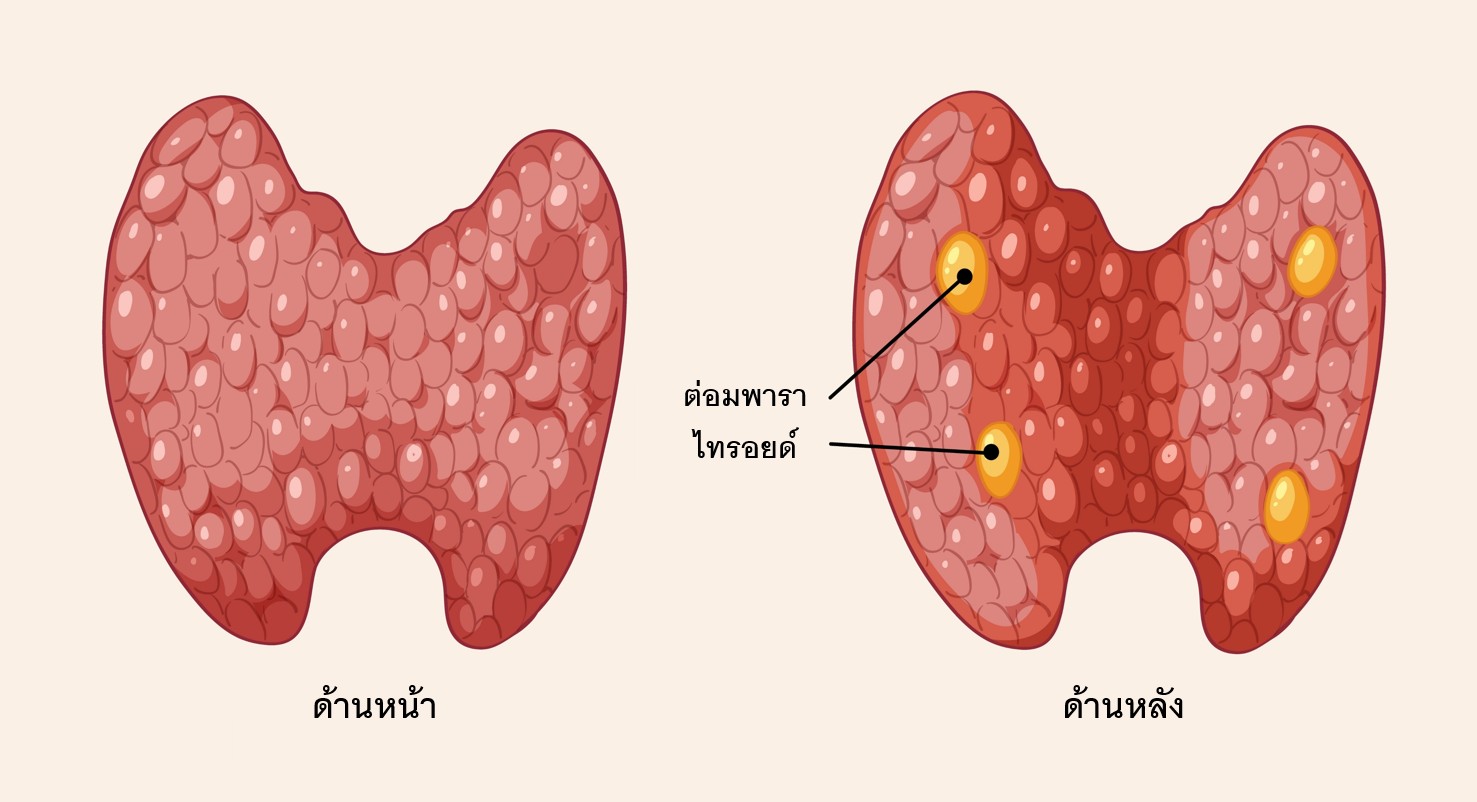 ตำแหน่งของต่อมไทรอยด์ มีหน้าที่ผลิต ฮอร์โมนไทรอยด์