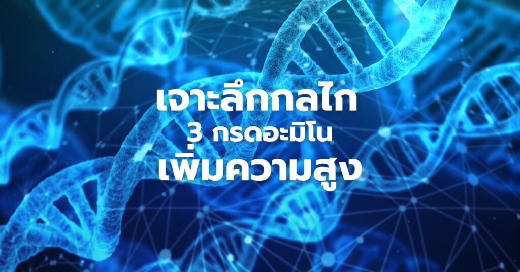 กรดอะมิโนเพิ่มความสูง