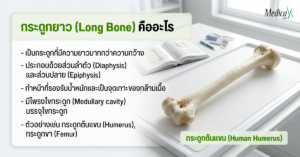 กระดูกยาว (Long Bone) คืออะไร-เมดิก้าคลินิกความสูง